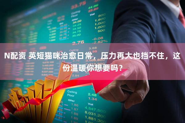 N配资 英短猫咪治愈日常，压力再大也挡不住，这份温暖你想要吗？