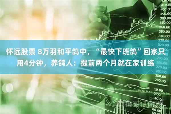 怀远股票 8万羽和平鸽中，“最快下班鸽”回家只用4分钟，养鸽人：提前两个月就在家训练