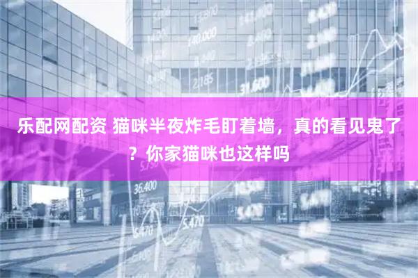 乐配网配资 猫咪半夜炸毛盯着墙，真的看见鬼了？你家猫咪也这样吗